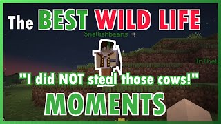 The BEST Wild Life moments so far! | ft. Grian, Mumbo and MORE!