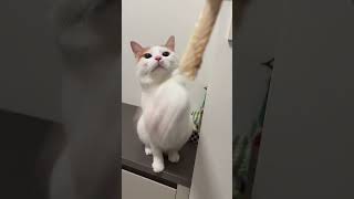 Funniest Animal Moments 🐾😂 – Must Watch! Why Are These Cute Pets So Adorable?