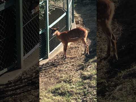 #shorts シタツンガさんモグモグ　千葉市動物公園