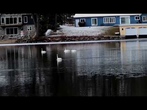 White Swans on Cameron Lake 2023