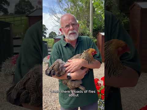 Hey Phill! How Do You Prevent Fly Strike? Part 2 #chickenhealth #flystrike