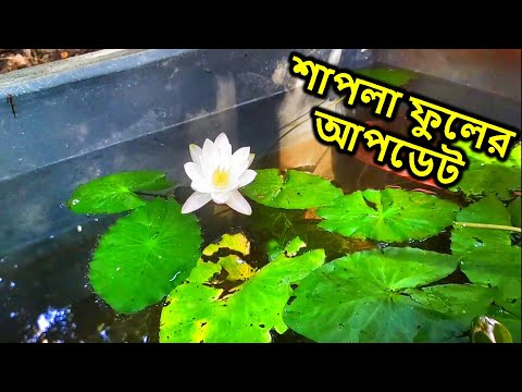 শাপলা ফুল হঠাৎ করে আর ফুটছে না | Shapla flower | Mahid Dream Zoo