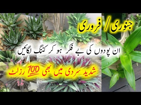 15 Permanent plants To Grow From Cuttings/Plants To Grow in January/February From Cuttings