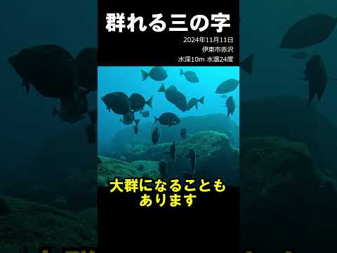 群れる三の字　#水中映像 #ニザダイ #サンノジ #群れ