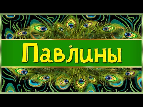 Релакс Павлины Переходы для Proshow Producer