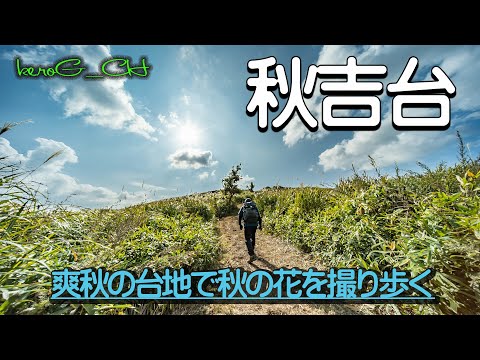 【秋吉台 Akiyoshidai in the refreshing autumn】爽秋の台地で秋の花を撮り歩く