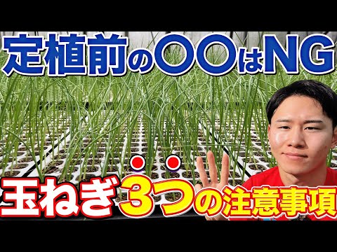 【差が出ます】玉ねぎの定植前に知っておきたいNG行動とやることについて