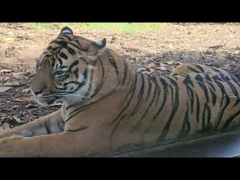 Tigers in Sydney Zoo, Australia