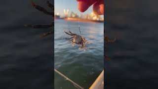 チヌの釣り方、カニ落とし込み釣り（ヘチ釣り）。#fishing #チニング