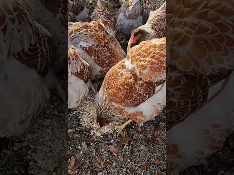 #bluelacedredwyandotte #chickens #farming #homesteading #livestock #hen #chickentractor