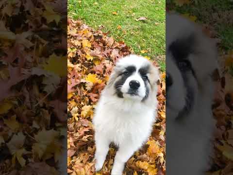 Great Pyrenees Puppy 🐶 - Bleu