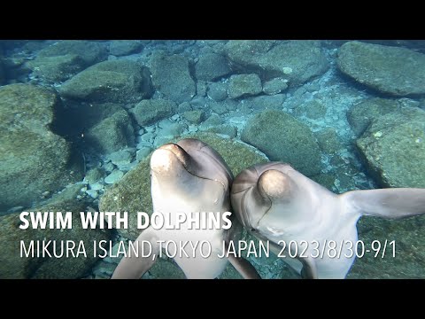 2023夏休み🐬御蔵島の海で野生イルカたちと泳ぐ夏