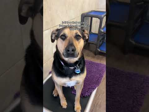 Interviewing our Daycare Dogs : Part 2 #shorts