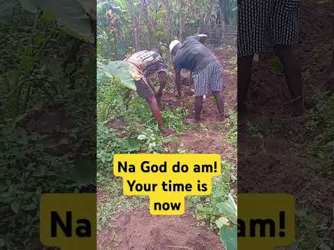 Bumper Yam Harvest-Na God do am! Your time is now #morepraise #blessme #godturnitaround #farming