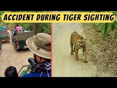 Accident during Tiger Sighting in Pilibhit Tiger Reserve | THIS IS SO WRONG 😡