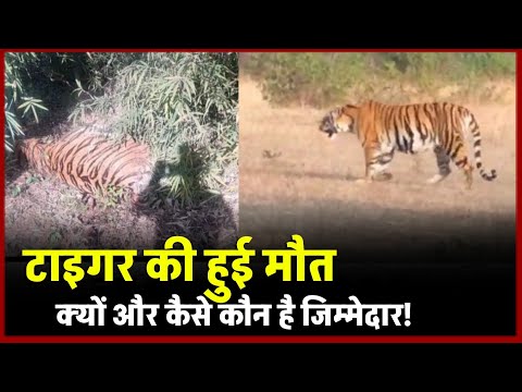 Madhya Pradesh tigar Death Tragedy: MP के बांधवगढ़ टाइगर रिजर्व में कैसे टाइगर की मौत !