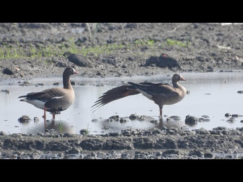 東港鎮的小白額雁和白額雁Anser erythropus （2024 11 03）