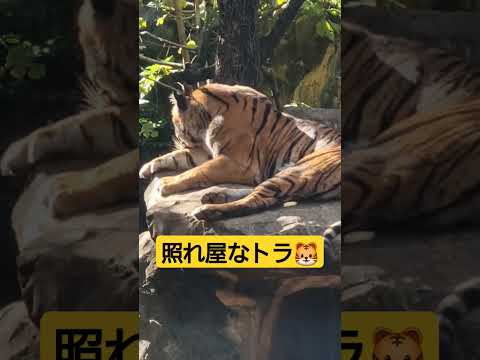 照れ屋なトラ🐯こっち見て〜🥺🥺