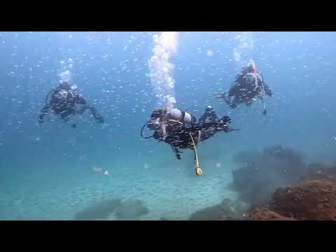 伊豆の海！怒涛！脅威の魚影の伊東で楽しく潜ってきましたよぉ！