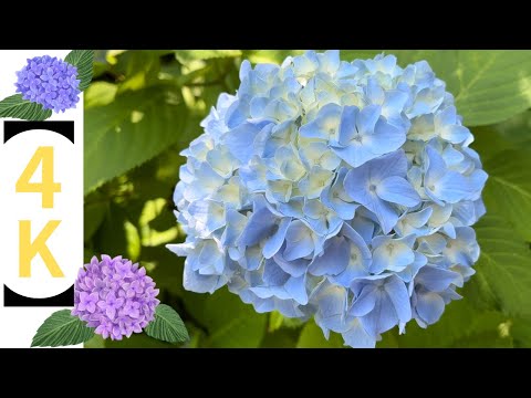 【4K】梅雨の時期の様々な色の紫陽花