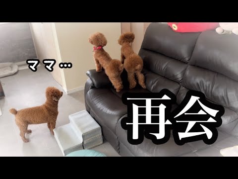 一週間入院していたママが帰ってきたときの愛犬の反応