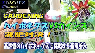 【XYOSSIYのライフチャンネル】液肥肥料　ハイポネックス　VS　カインズPB商品　対決（ハイポネックス、液肥肥料、家庭栽培、家庭果樹栽培、パッションフラワー　アラタ）