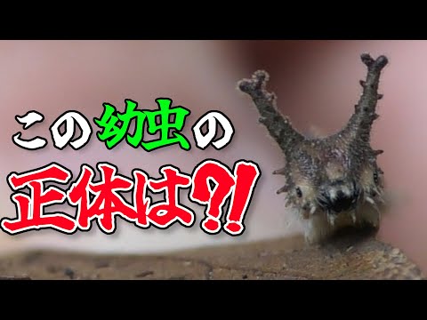 【大量発見】ついに出会えた激カワ幼虫！葉っぱの中には○○も...！