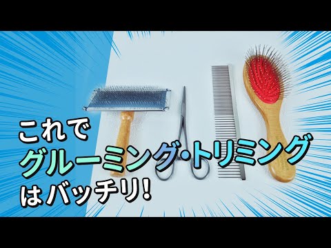 【教材紹介】トリミングの練習に！ハサミセット紹介動画