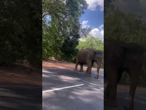 Road block elephant.😲 #srilankanwildlife #elephant #habarana #nature #visit #travel #animals #asia