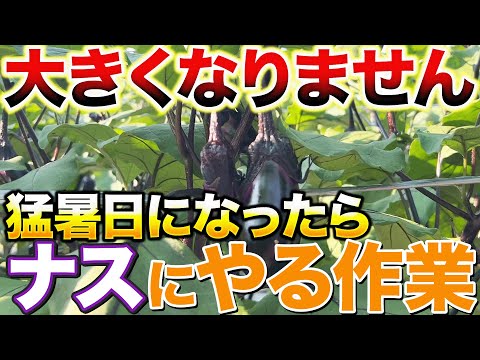 【暑さ注意報！】35℃以上の猛暑日になったら〇〇作業しないと大きく育たなくなります！