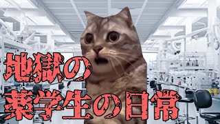 睡眠時間○時間！？地獄の薬学生の日常 #猫ミーム