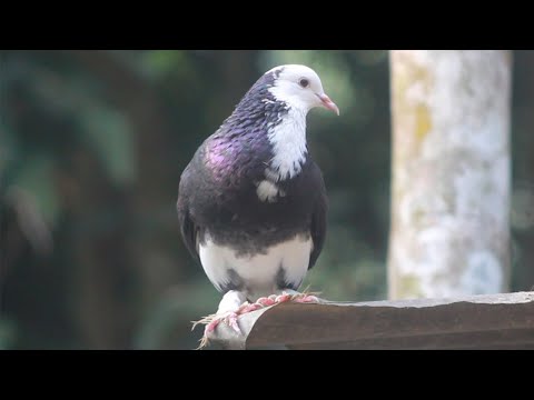 Pigeons Lover | love birds and pigeons | BD Pigeons Lover