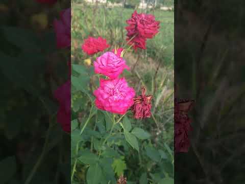 ROSES #shortvideo #nature #shorts