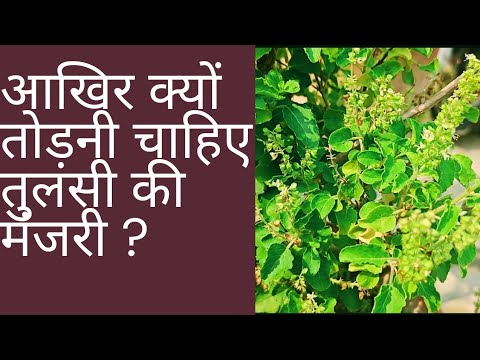 आखिर क्यों तोड़नी चाहिए तुलसी की मंजरी ?||तुलसी की मंजरी का रहस्य||तुलसी की मंजरी के फायदे और नुकसान