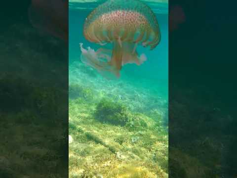 Cala Figuera 🪼🐟 Santanyi 🩵 Mallorca 🏝 #underwater #mallorca #majorca #paradise