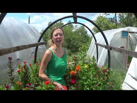 Harvesting Celosia, How Is The Garden Weed Barrier Fabric Working