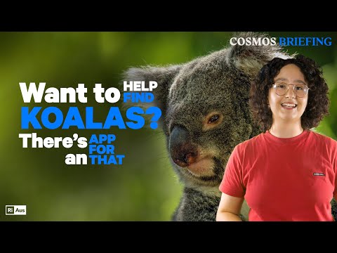 Want to help find koalas? There's an app for that | Cosmos Briefing