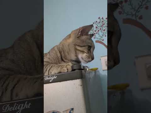 Meenu #trending ##petlovers #cat #funny #catlover #petlove #comedy #viralvideo #shorts