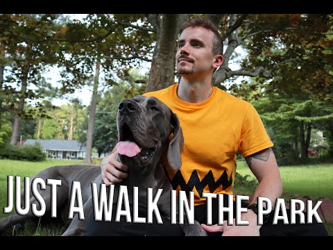 Walking a Great Dane