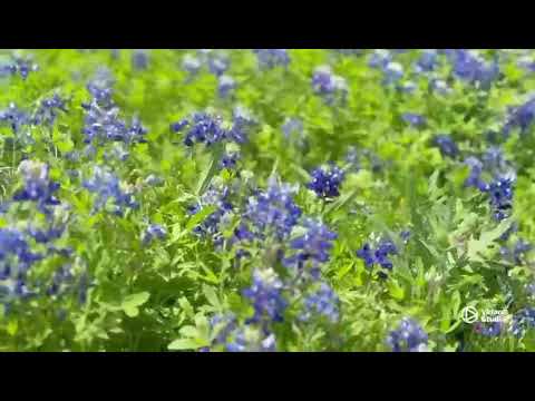 Myer's 🏞️ Park - Texas. The flowers is Texas blue bonnet ( синий капот)(съёмка племянницы)