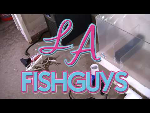 Coral Frag Tank, LA Fishguys, Episode 159, part 1 The Tank