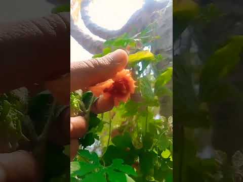 @Bmmultitasks #kakarkayaharvest #bittergourd #farmvideos #naturalfood #Ruralgarden