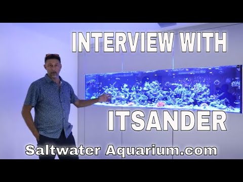 Visiting a Saltwater Tank