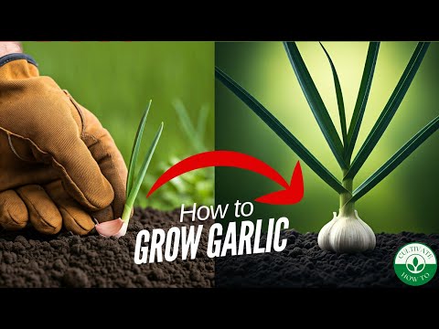 EASILY Grow Store Bought Garlic 🧄🧄🧄