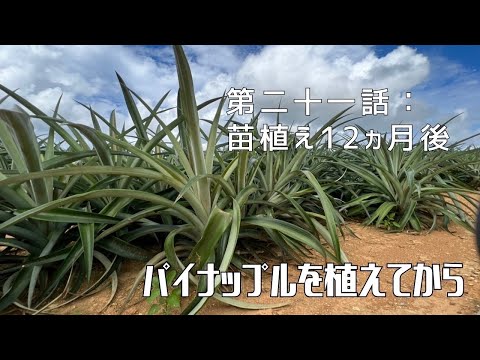 【第二十一話：苗植え12ヶ月後】〜パイナップルを植えてから〜