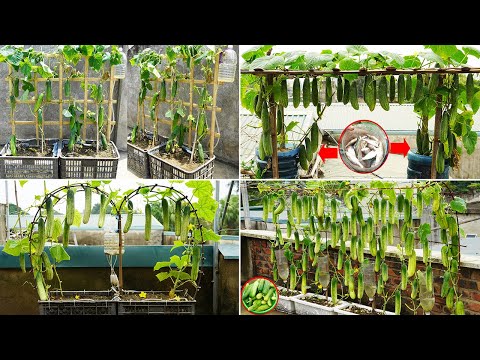 4 High-Yield Cucumber Growing Methods Revealed!