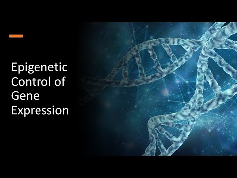 Epigenetic Control of Gene Expression