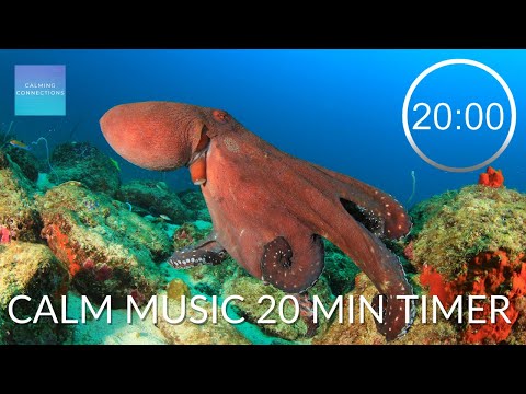 Calm Music 20 Minute Timer ⏲ - Octopus - 20 minute timer quiet music, relaxing music countdown timer