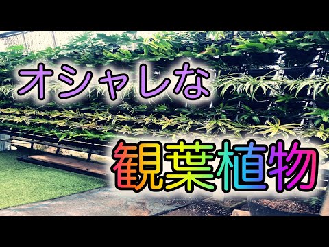 【観葉植物】色んな植物たちを、撮ってみました。