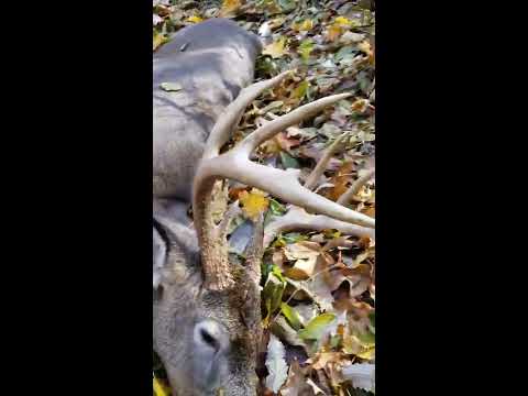 Massive Blood Trail on Whitetail - Iron Will Wide Broadhead